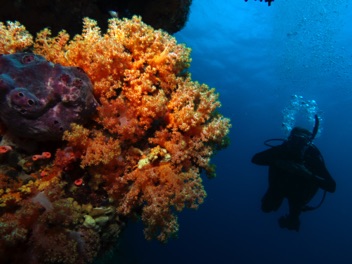 Reef
